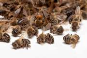 زنبورداران توجه به زمان سمپاشی مزارع و باغات را جدی بگیرند!